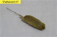 藏品(田鼷鼠)的圖片